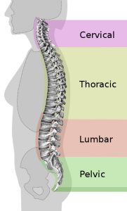 Spinal Column Curvature En.svg  181x300